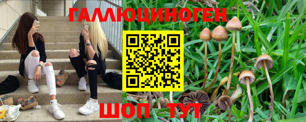 Россия  Псилоцибиновые грибы прущие грибы  Вход с VPN 